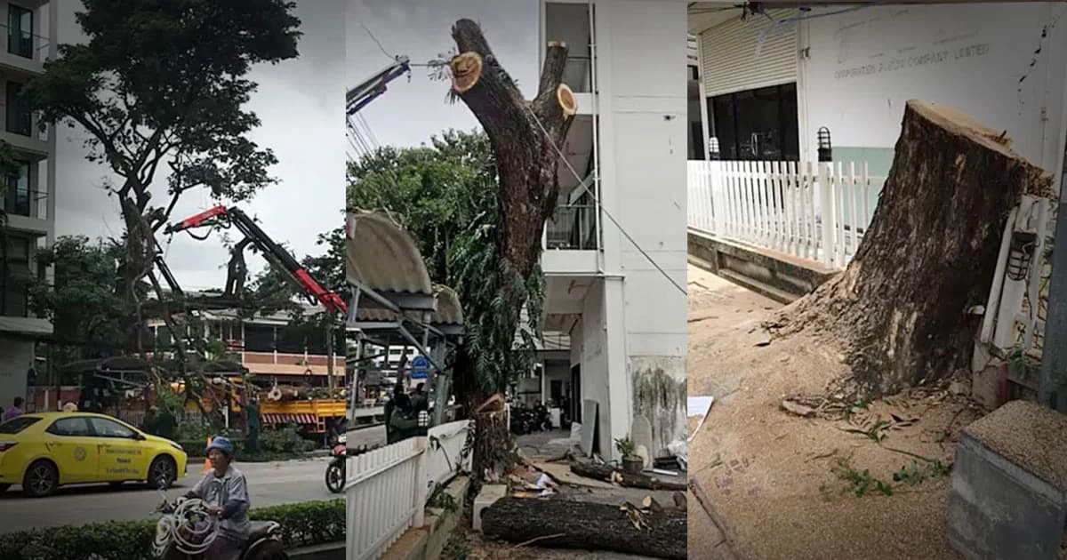 ชาวบ้านโวย ! กทม.สั่งตัด ‘ต้นจามจุรี’ ขนาดใหญ่อายุกว่า 50 ปี ทิ้ง