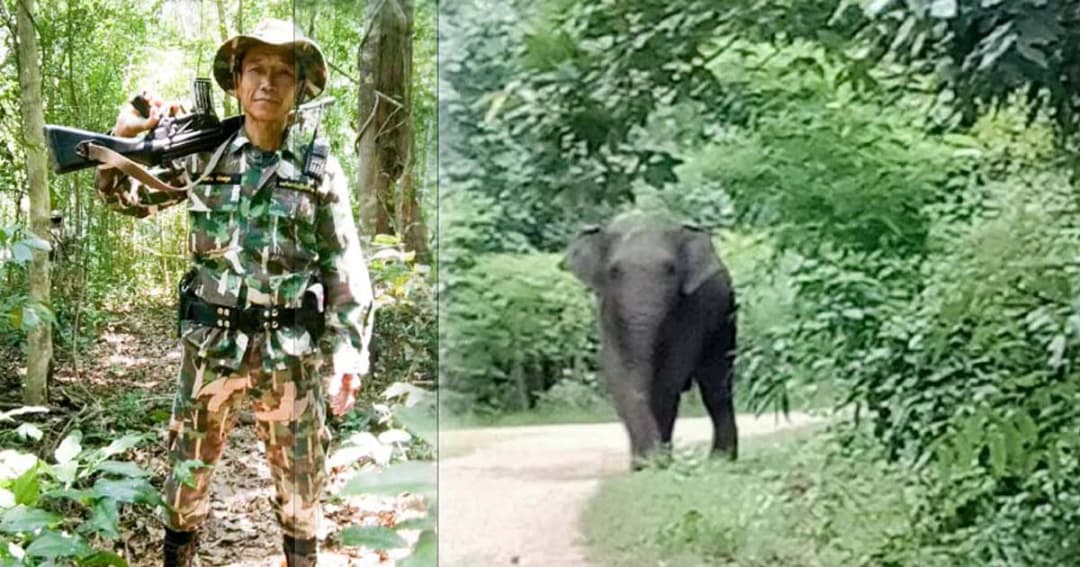 อาลัย ! จนท.ป่าต้อนช้างกลับป่า ถูกช้างไล่ วิ่งล้มถูกเหยียบตาย