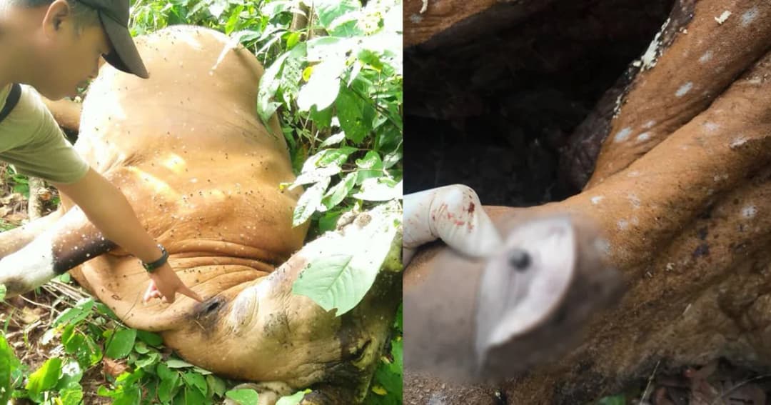 ล่าคนยิง ‘วัวแดง’ ห้วยขาแข้ง เผยเหตุการณ์นี้ไม่ใช่ครั้งแรก