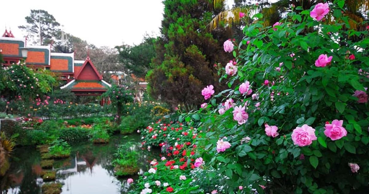 ตามรอย “กุหลาบ” ประวัติศาสตร์ดอกไม้ “ราชินี”