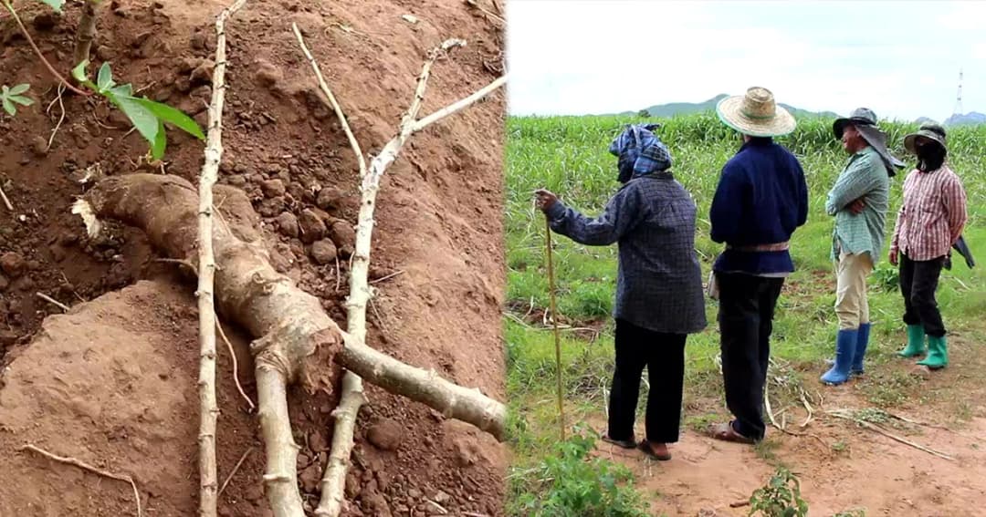 เกษตรกรราชบุรีรวมตัว หาทางแก้ปัญหาลิงบุกกินอ้อยกินมัน