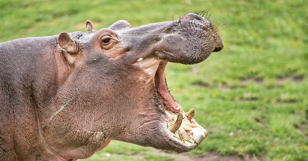 นทท.จีนถูกฮิปโปงับตาย ขณะเที่ยวรีสอร์ตสัตว์ป่าเคนยาและพยายามเข้าใกล้เพื่อถ่ายรูป