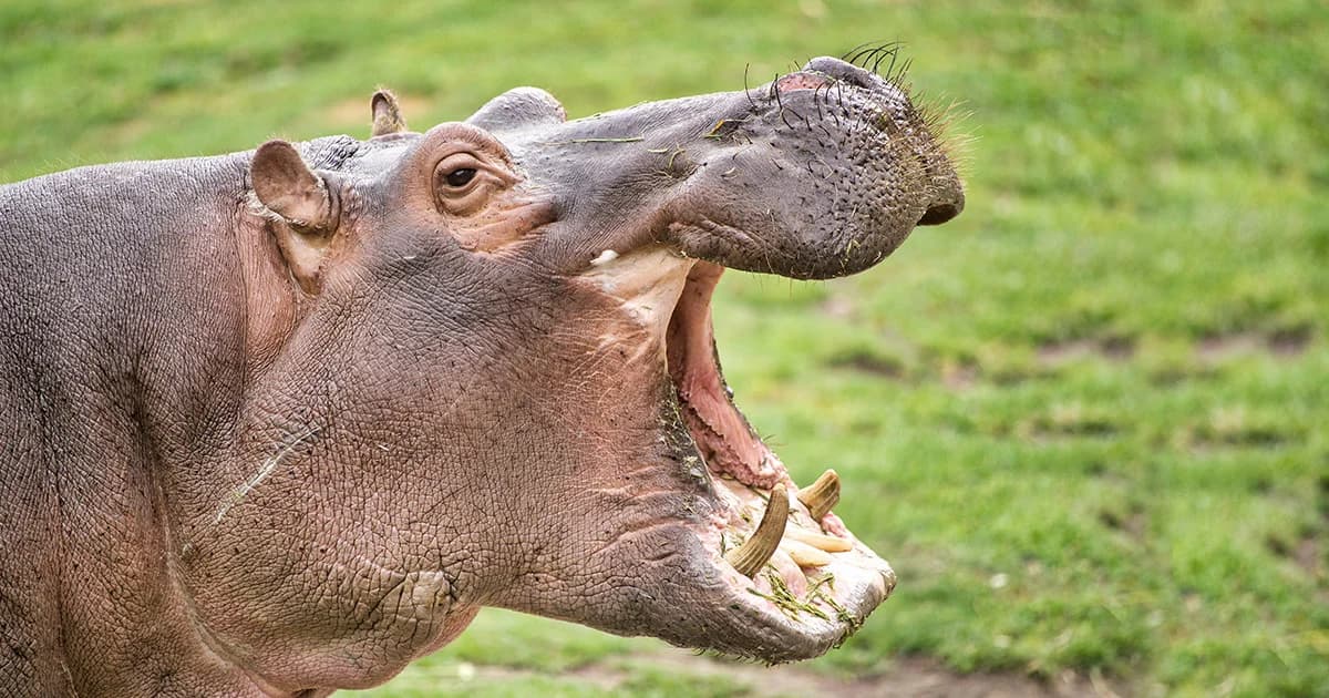 นทท.จีนถูกฮิปโปงับตาย ขณะเที่ยวรีสอร์ตสัตว์ป่าเคนยาและพยายามเข้าใกล้เพื่อถ่ายรูป