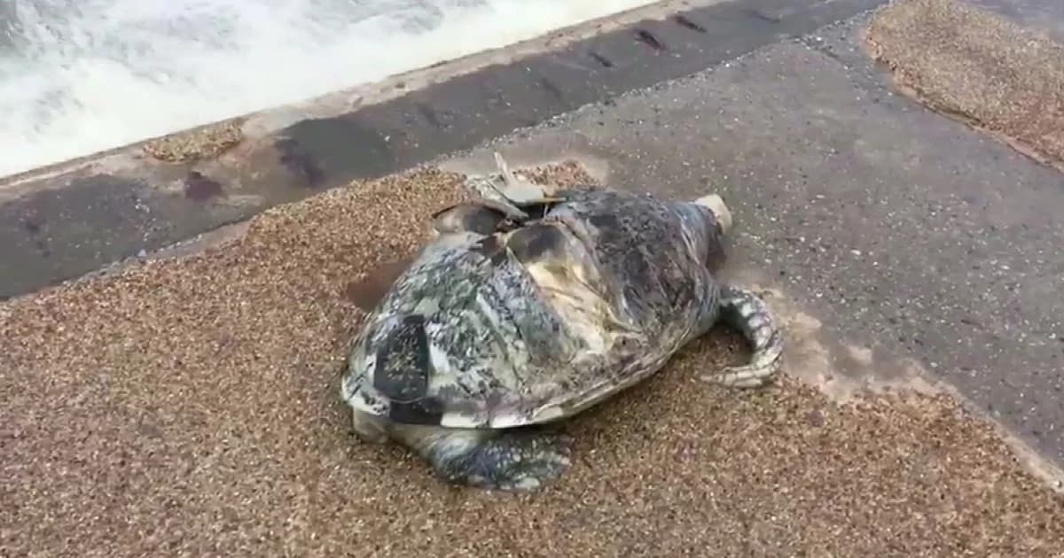 พบเต่าตนุตายเกยชายหาดวอนนภา เจ้าหน้าที่คาดถูกใบพัดเรือฟันดับ