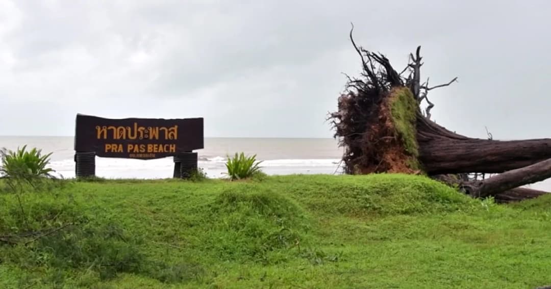 ระนองเผชิญคลื่นลมแรง ต้นสนหาดประพาสล้มนับ 100 ต้น