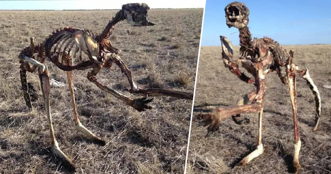 ‘ออสซี่’ แล้งสุดในรอบ 100 ปี! พบ ‘จิงโจ้’ แห้งตาย เหลือแต่กระดูก