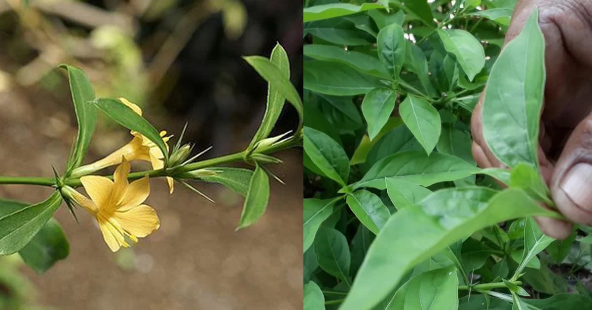 ชาวสุโขทัยเชื่อ “ต้นอังกาบหนู” รักษามะเร็ง วอนรัฐวิจัยด่วน