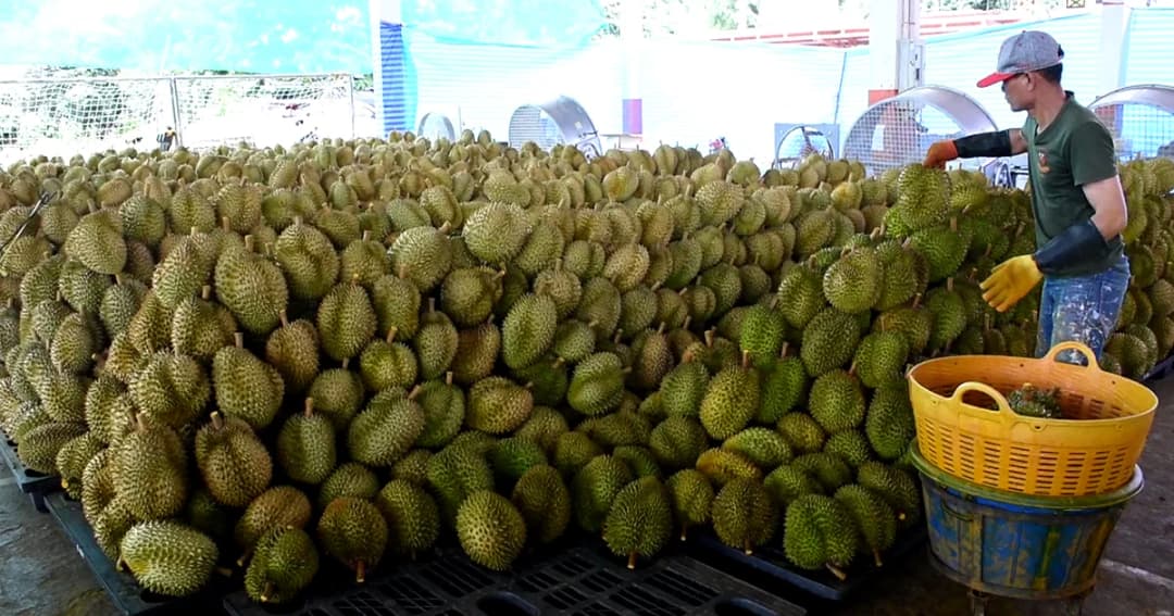 ‘ล้งจีน’ กว้านซื้อทุเรียนหมอนทอง ‘ภูเขาลับแล’ คาดยอดส่งออกทะลุพันล้าน