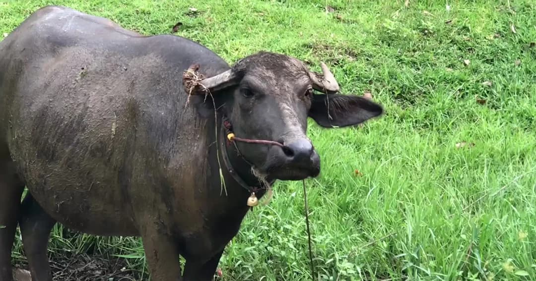สุรินทร์ผวา! พบควายตายโรคพิษสุนัขบ้าตัวที่ 5 ทหารชำแหละเนื้อกินทั้งกองร้อย