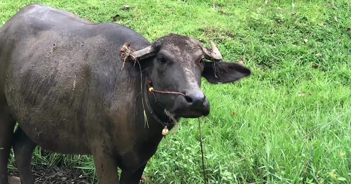 สุรินทร์ผวา! พบควายตายโรคพิษสุนัขบ้าตัวที่ 5 ทหารชำแหละเนื้อกินทั้งกองร้อย