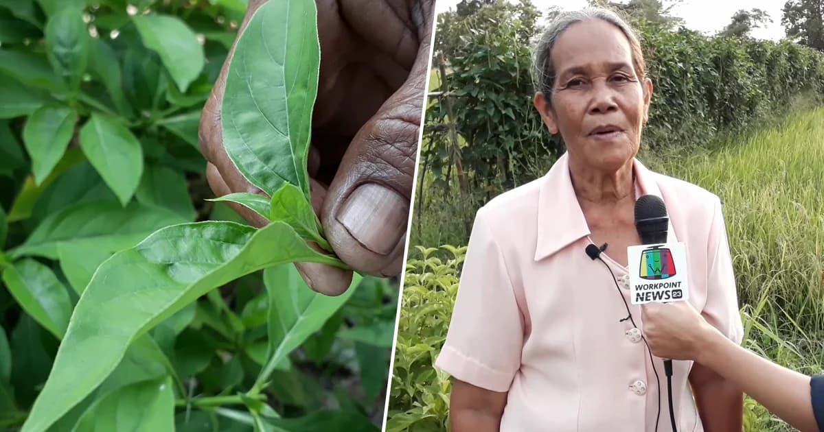 ผู้ป่วยยืนยัน ‘อังกาบหนู’ รักษาโรคร้ายได้ เผยตรวจ 6 ครั้ง ไร้เชื้อมะเร็ง