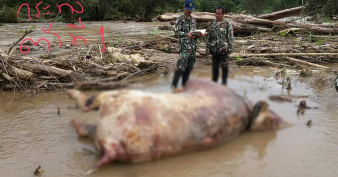 พบซากกระทิง 8 ตัว กลางห้วยรันตี อ.สังขละบุรี คาดตกหน้าผาและถูกน้ำป่าซัด