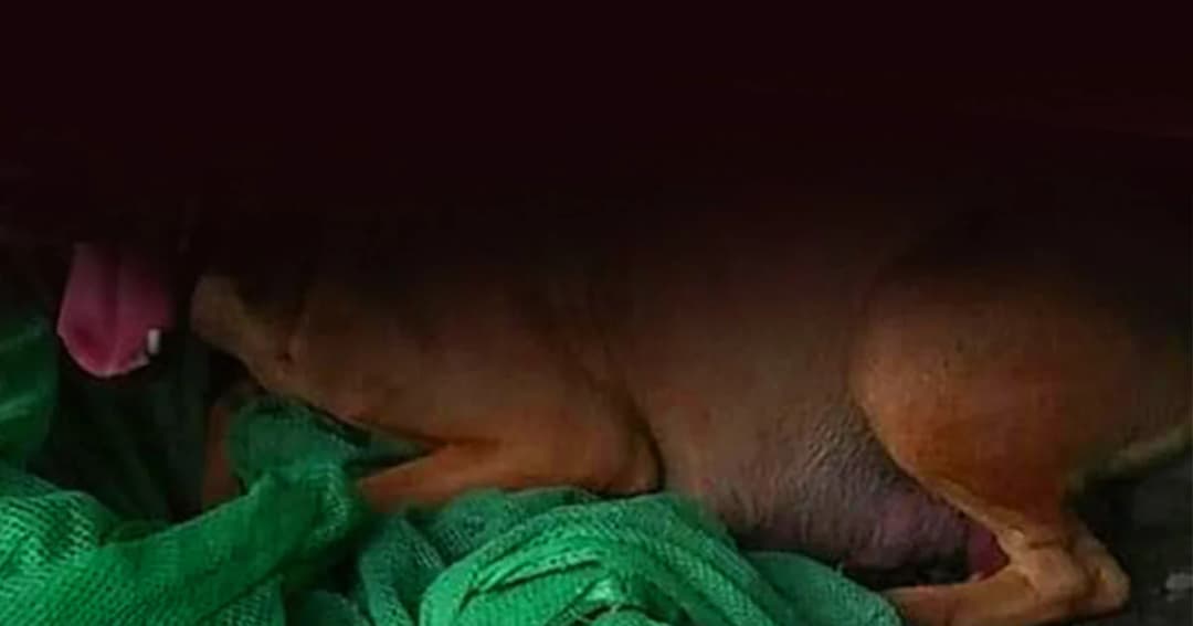 แจ้งความสุนัขหาย ! สงสัยคนรู้จัก นำไปข่มขืน