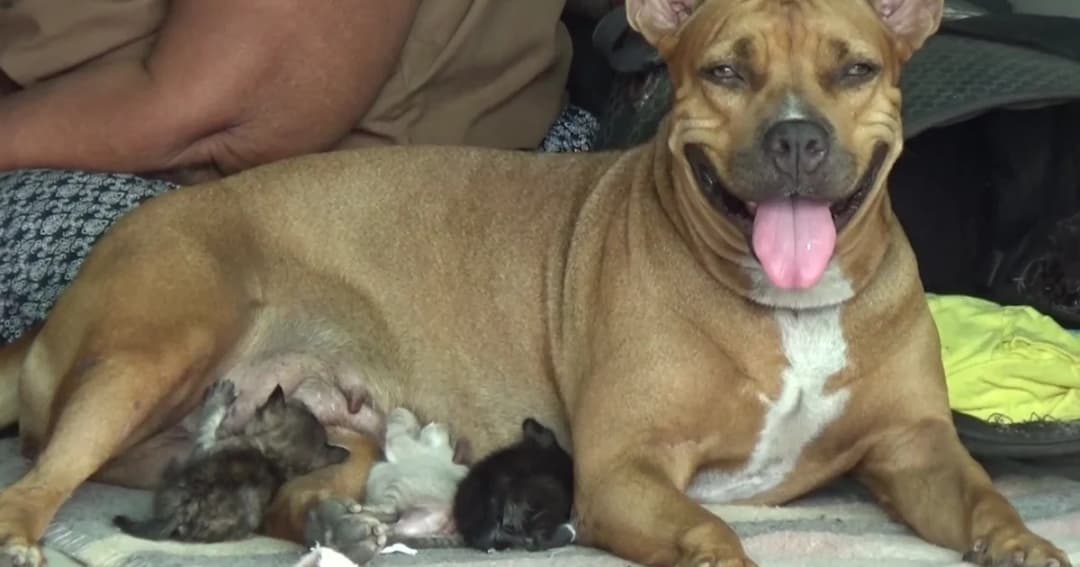 รักต่างสายพันธุ์! สุนัขพิทบูลให้นมลูกแมว 3 ตัว เลี้ยงดูเหมือนลูกตัวเอง