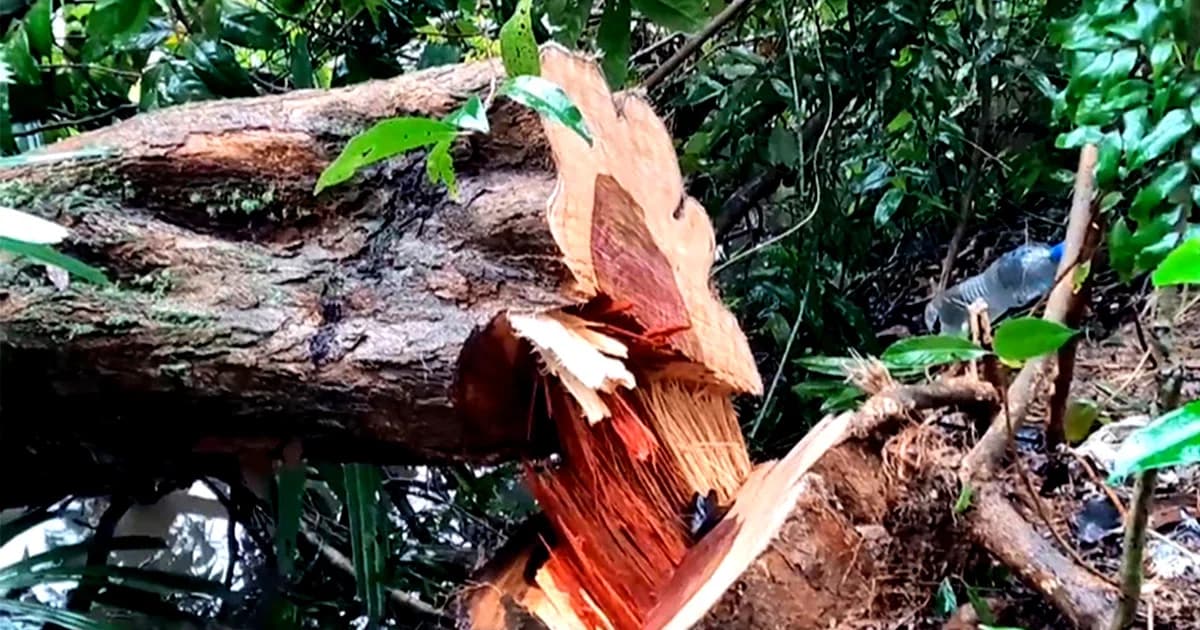 ลอบตัดไม้พะยูง อายุกว่า 50 ปี ในที่ดิน “มูลนิธิชัยพัฒนา”