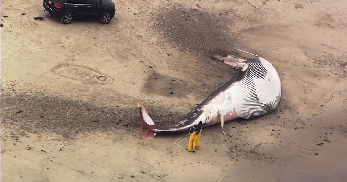 พบซากปลาวาฬยักษ์ เกยตื้นบนชายหาดเมืองบอสตัน