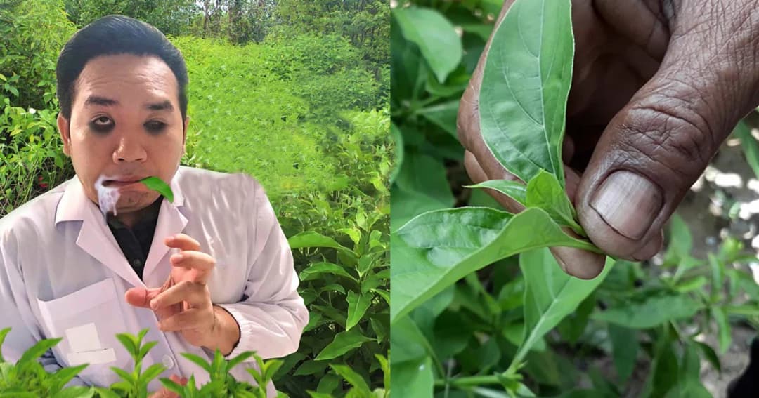 หมอแล็บแพนด้าย้ำชัด “อังกาบหนู” ใช้รักษามะเร็งไม่ได้