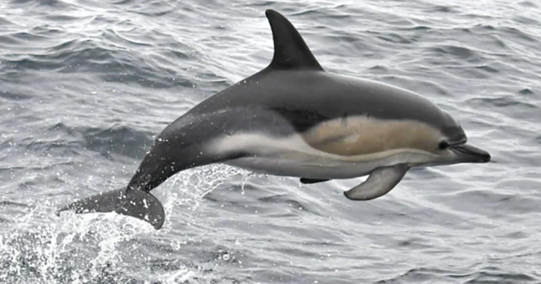 ฝรั่งเศสห้ามคนลงเล่นน้ำ หลังโลมาสายหื่นป่วนชายฝั่ง