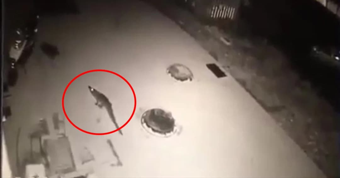 จระเข้หนีออกจากภัตตาคารเมืองจีน เจ้าหน้าที่เร่งตามหา