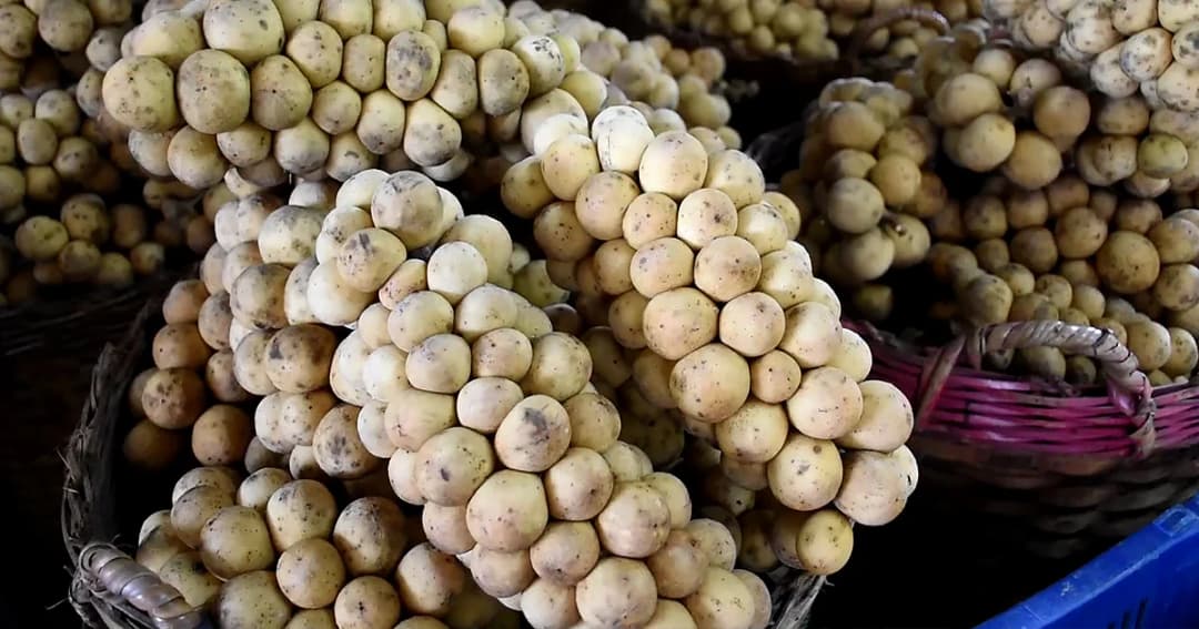 ขายดี! ‘ลองกองลับแล’ ผู้ค้ากว้านซื้อส่งออกเวียดนาม วันละกว่า 50 ตัน