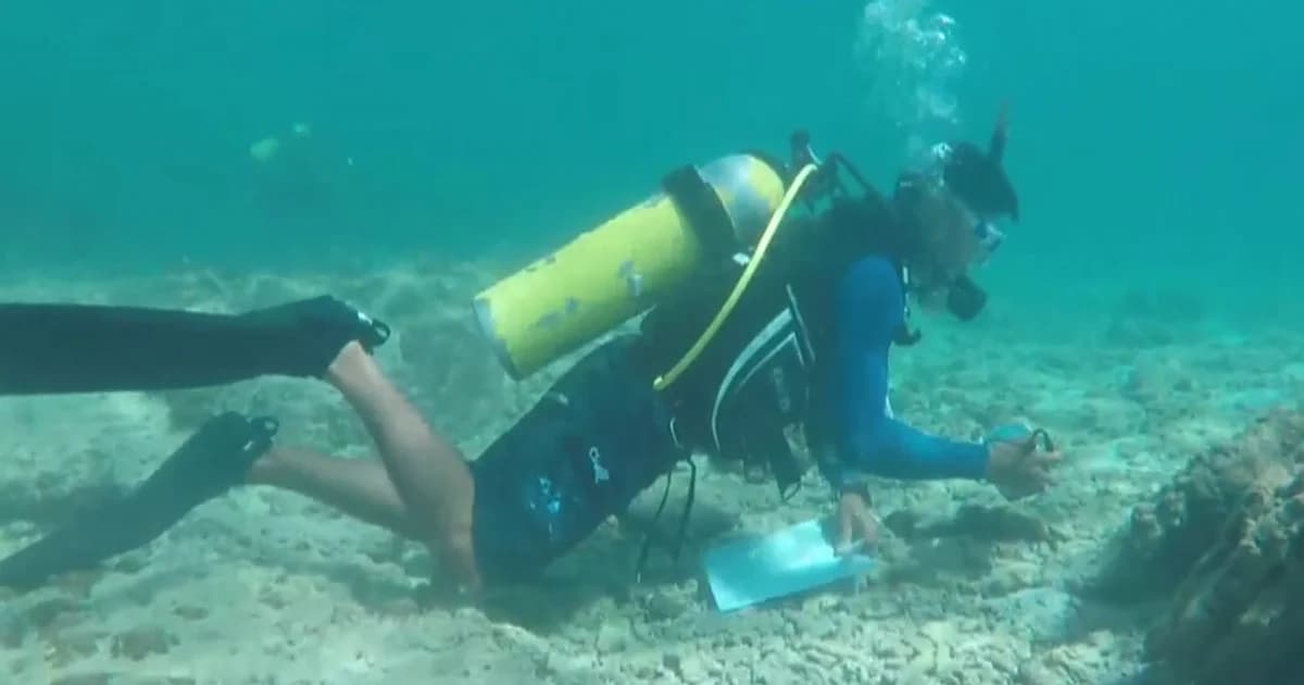 ปะการัง ‘อ่าวมาหยา’ หมู่เกาะพีพี เริ่มฟื้นตัว หลังประกาศปิดอ่าว 3 เดือน