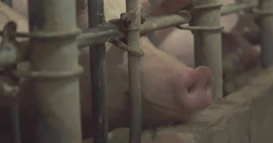 จีนฆ่าหมูเกือบ 4 หมื่นตัว หลังพบไข้หวัดแอฟริกัน หวั่นระบาดหนัก