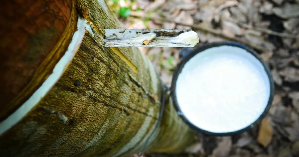 ราคายางตกต่ำ! สหกรณ์ยางพารา จ.ตรัง ขาดทุนหนัก วอนรัฐช่วยพยุงราคา