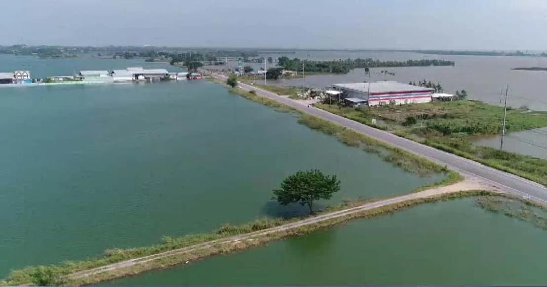 รัฐขอ 22 จ. ลุ่มเจ้าพระยา เกี่ยวข้าวเสร็จงดทำนาหันเลี้ยงปลา