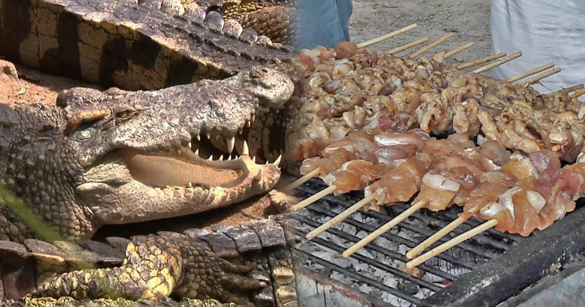จระเข้ราคาตก ! หนุ่มพลิกวิกฤติ เสียบ “เนื้อจระเข้” ย่างขาย ไม้ละ 20