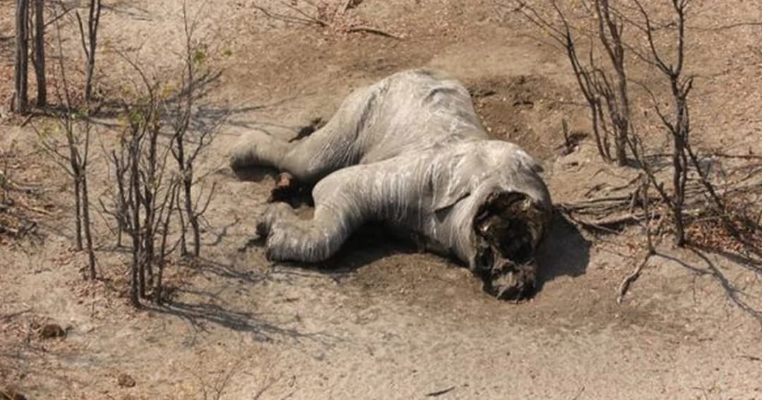 สุดสะเทือนใจ! พบซากช้าง 87 ตัว ถูกฆ่าเฉือนหน้าถอดงา ใกล้เขตอนุรักษ์ในบอตสวานา