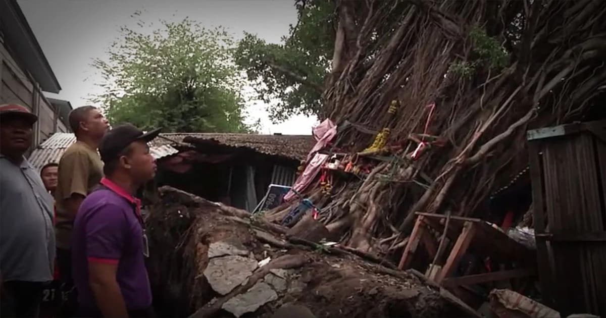 พายุพัดต้นไทร อายุ 60 ปี ล้มทับบ้านที่ปทุมธานี เสียหาย 4 หลัง