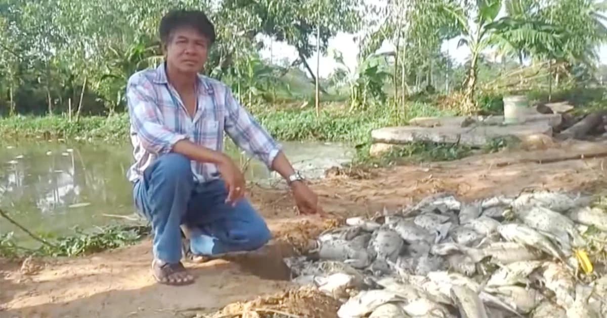 หมดตัว! เจ้าของบ่อปลาช็อก หลังปลาที่เตรียมขายตายยกบ่อ คาดโดนวางยา