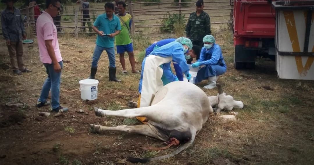 จ.ตาก ประกาศเป็นพื้นที่โรคแบลคเลกระบาด หลังพบวัวตาย 98 ตัว