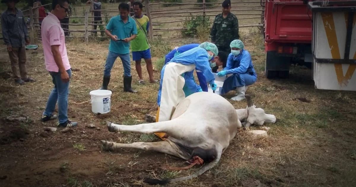 จ.ตาก ประกาศเป็นพื้นที่โรคแบลคเลกระบาด หลังพบวัวตาย 98 ตัว