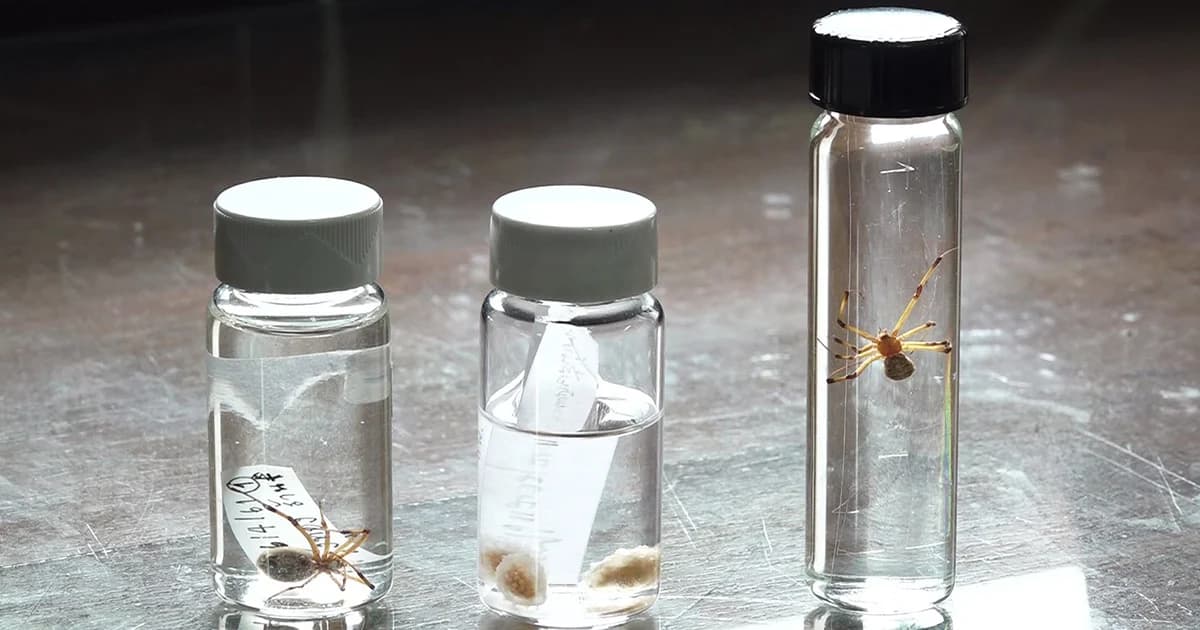 ผู้เชี่ยวชาญยันแมงมุมชักใยในแผลไม่ได้ หลังหนุ่มยโสฯ โดนกัด