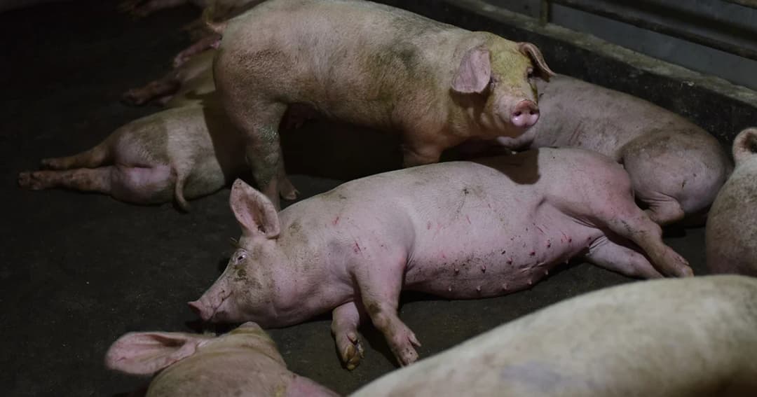 ญี่ปุ่นพบไข้หวัดในหมูระบาดครั้งแรกรอบ 26 ปี ระงับส่งออก ยันไม่ติดต่อสู่คน