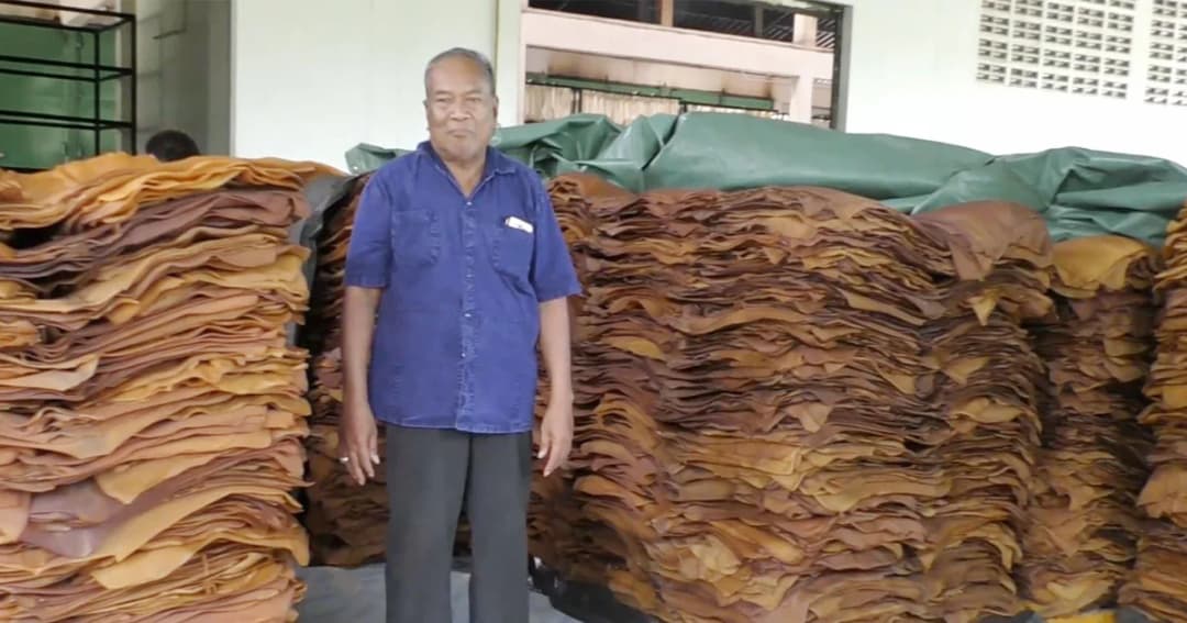 ราคายางตกต่ำ! สหกรณ์ยางพารา จ.ตรัง ไม่กล้านำยางออกมาขาย เกรงขาดทุนหนัก