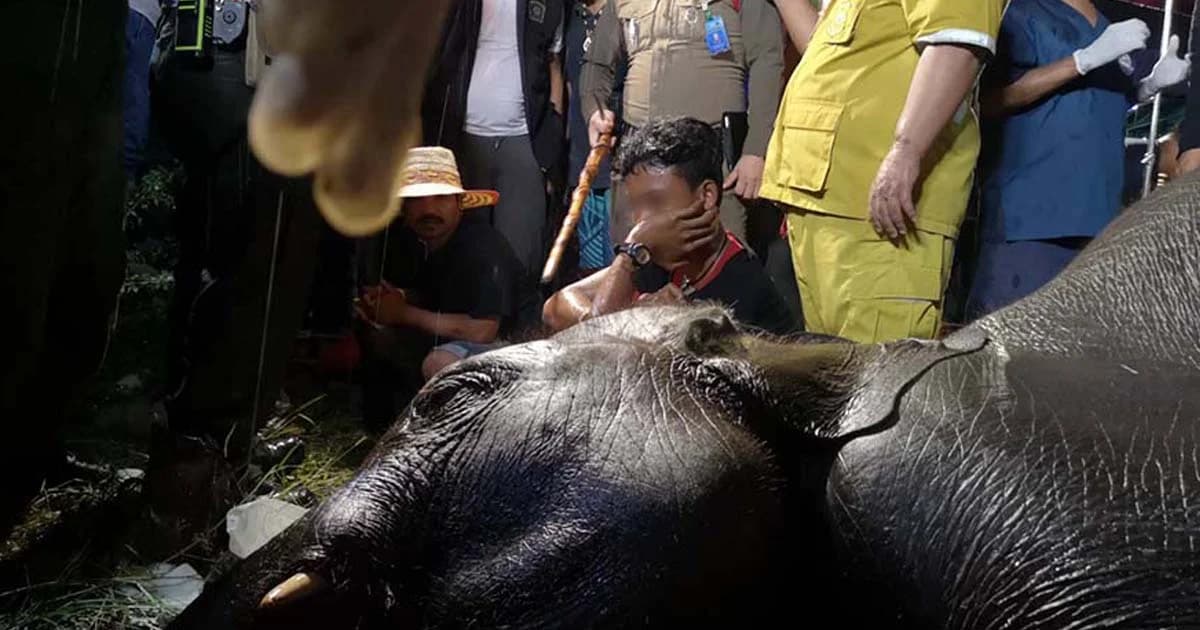 ยื้อไม่ไหว! ปั๊มหัวใจช้างน้อยสุรินทร์เดินตกท่อ-ถูกไฟดูดตาย