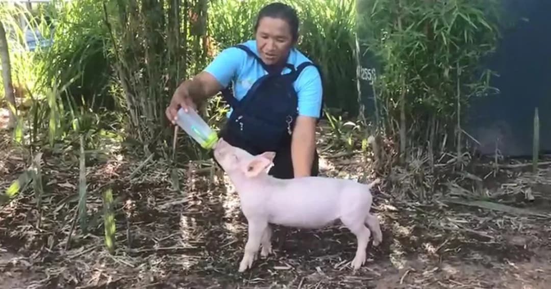 “เจ้าบุญรอด” หมูแสนรู้ ชอบเดินตามเจ้าของ เต้นและกระดิ่งหาง ตามจังหวะเสียงเพลง