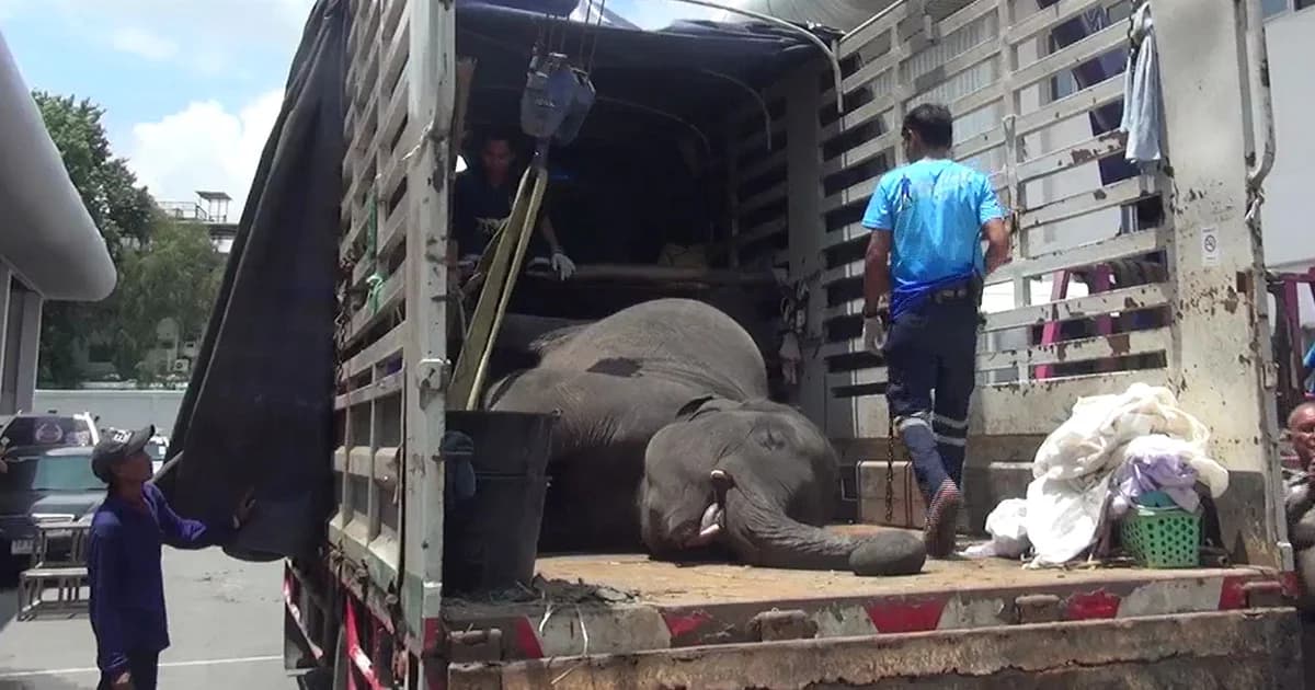 แจ้ง 4 ข้อหาหนักควาญช้างน้อยเร่รอนตกท่อ ส่งซากกลับสุรินทร์ทำพิธีตามความเชื่อ