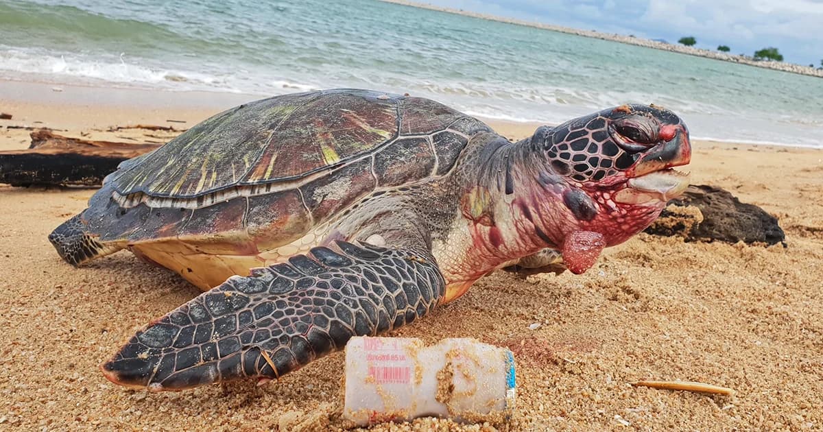 สลด! เต่าตนุกินขยะจนตาย คลานเกยหาดบ้านอำเภอ จ.ชลบุรี