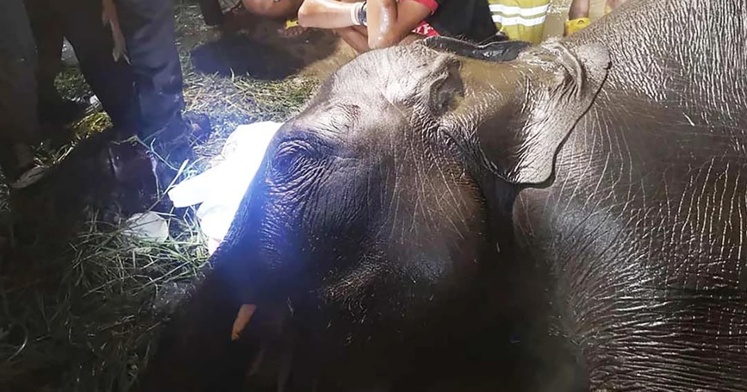 นายกฯ กำชับหาสาเหตุ ‘ช้างล้ม’ ที่บางพลี สั่งลงโทษคนทำผิด