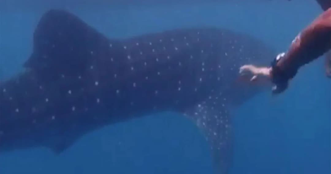 ฮือฮา ! ฉลามวาฬโผล่ทะเลพีพี อุทยานฯ เตือน นทท.ห้ามสัมผัส