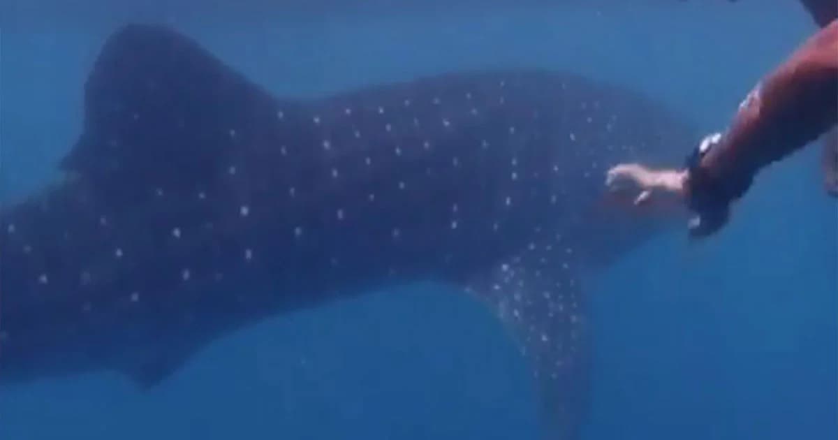 ฮือฮา ! ฉลามวาฬโผล่ทะเลพีพี อุทยานฯ เตือน นทท.ห้ามสัมผัส