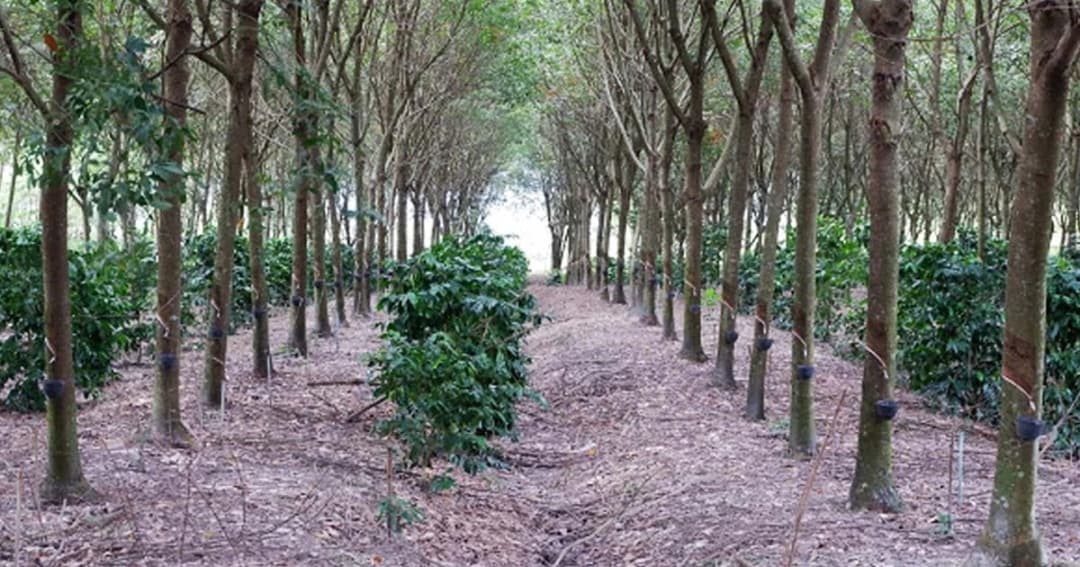 สู้ราคายางตก! ชาวสวนชายแดนใต้หันทำเกษตรผสมผสาน