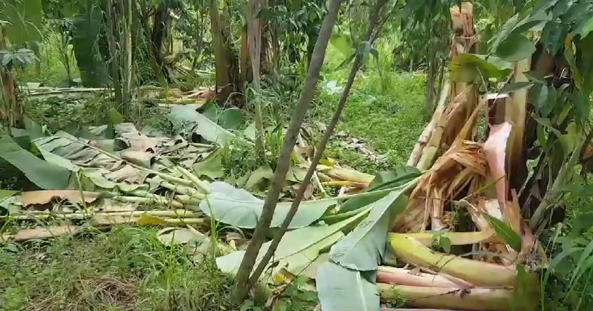 ชาวประจันตคามผวา ! หมีควายจากอุทยานเขาใหญ่ลงมากัดกินสวนผลไม้พังราบ