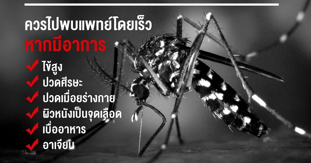 6 อาการ เตือนว่าคุณกำลังเป็นไข้เลือดออก