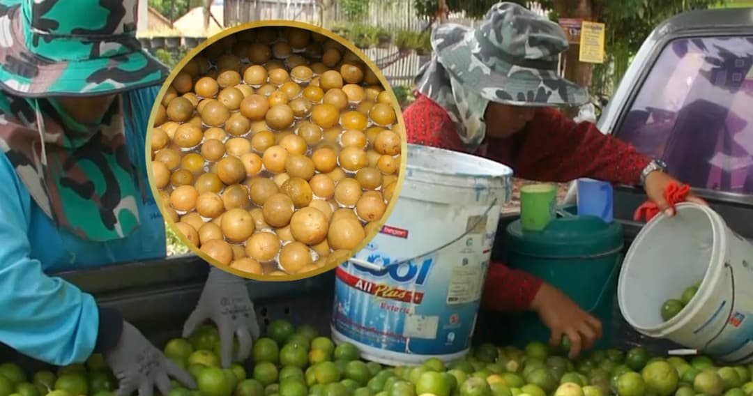 จับมะนาวมาดอง พลิกวิกฤตเพิ่มรายได้