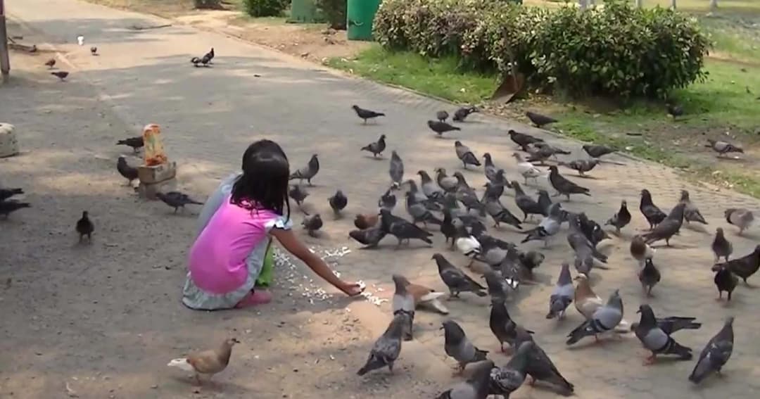 จัดระเบียบ! ห้ามให้อาหารนกในพื้นที่สาธารณะ หวั่นเป็นแหล่งเพาะเชื้อโรค