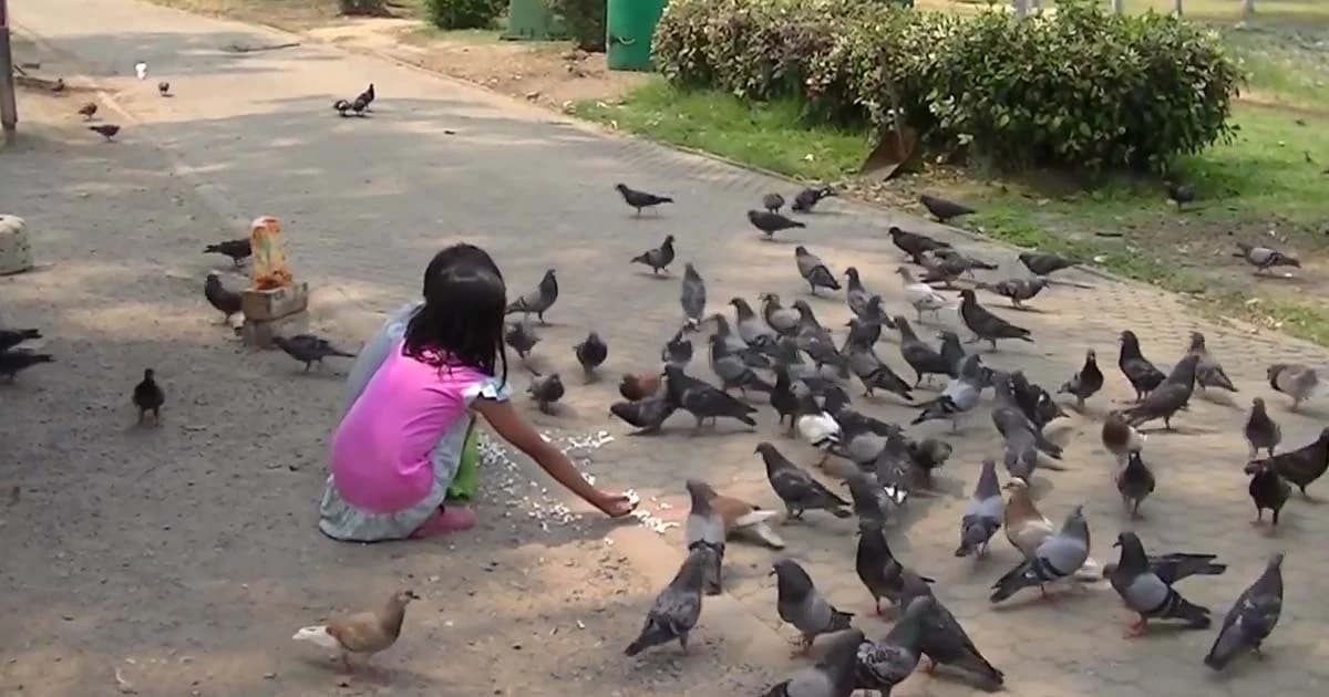 จัดระเบียบ! ห้ามให้อาหารนกในพื้นที่สาธารณะ หวั่นเป็นแหล่งเพาะเชื้อโรค